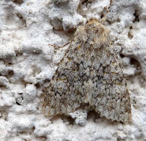 Réf. 333 216 : Polymixis flavicincta